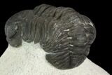 Bargain, Austerops Trilobite - Visible Eye Facets #120014-3